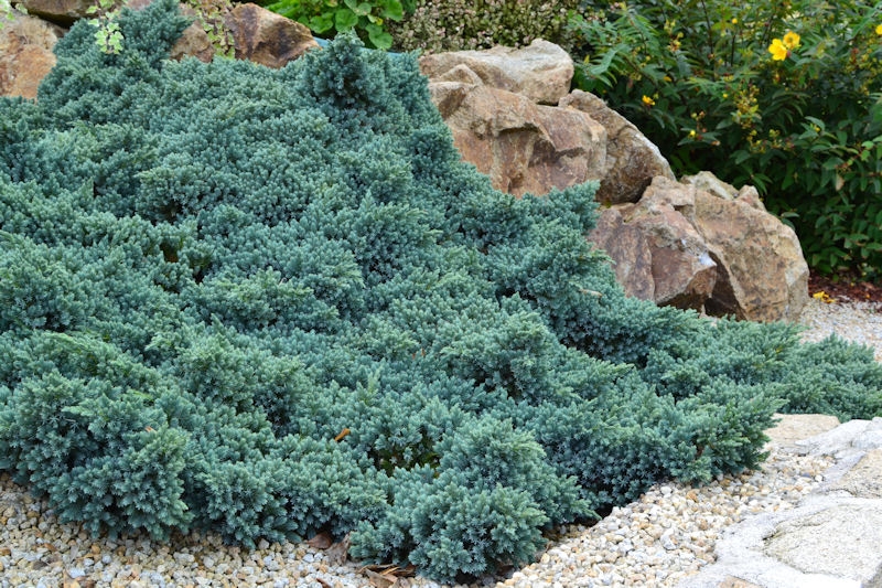 JUNIPERUS squamata 'Blue Star', conifère nain Pépinière du Penthièvre — free download