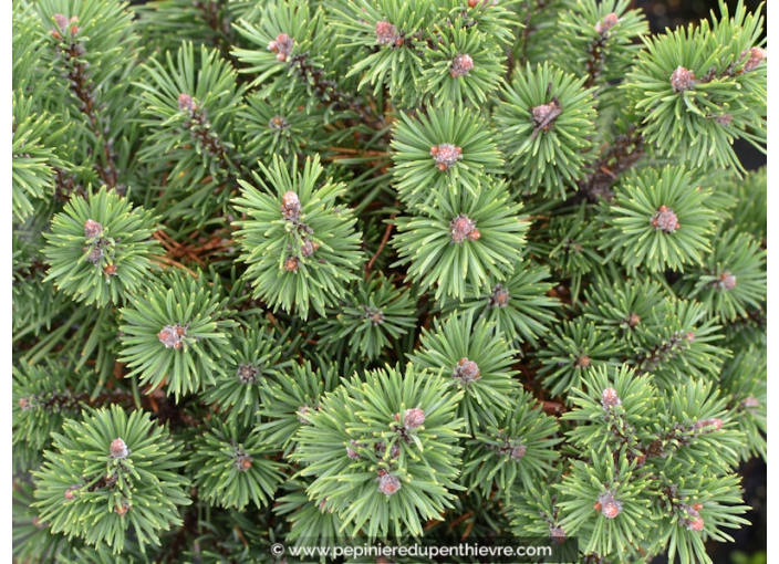 PINUS mugo 'Mops' PINUS mugo 'Mops'