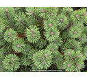 PINUS mugo 'Mops' PINUS mugo 'Mops'