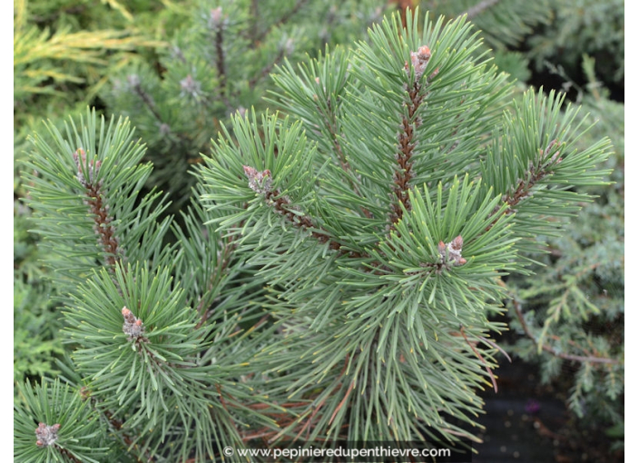 PINUS mugo 'Mughus' PINUS mugo 'Mughus'