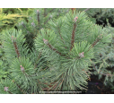 PINUS mugo 'Mughus' PINUS mugo 'Mughus'