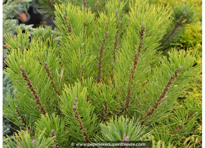 PINUS mugo var. pumilio