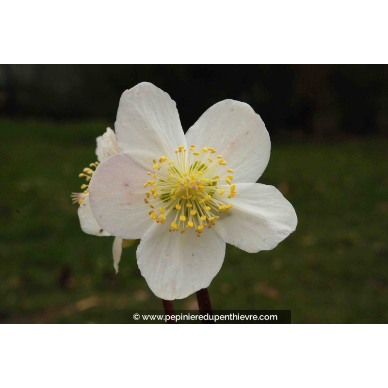 HELLEBORUS niger