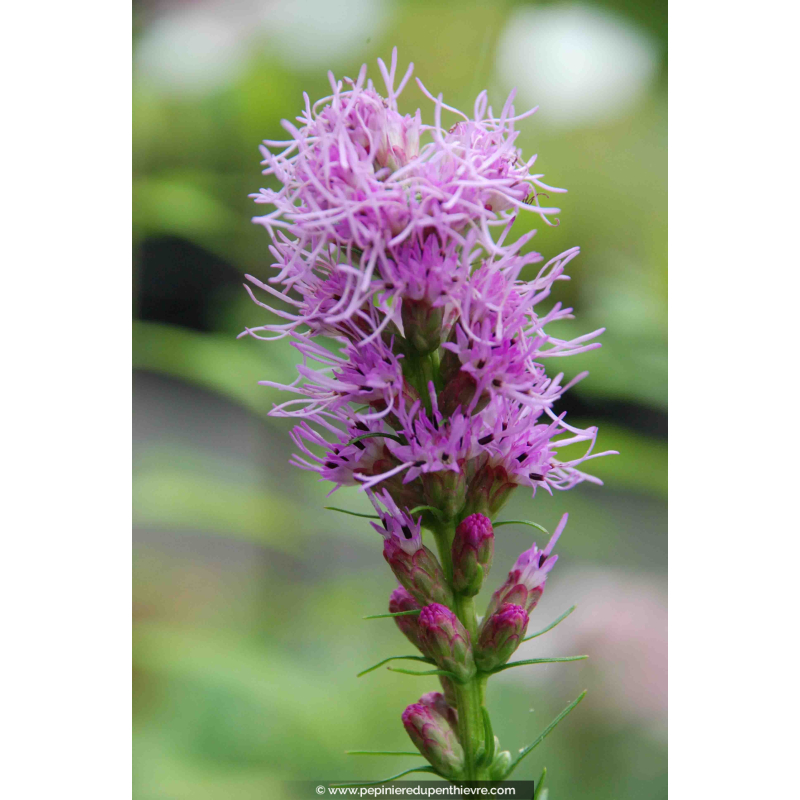 LIATRIS spicata