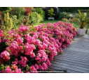 DECOROSIER® 'Emera' DECOROSIER® 'Emera'