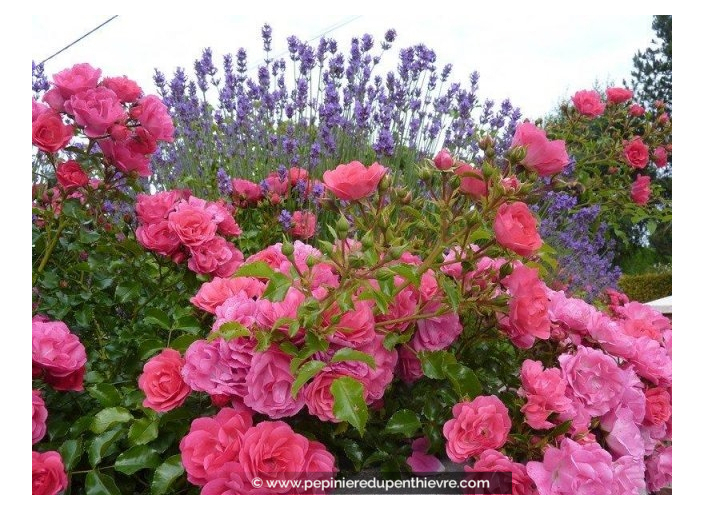 DECOROSIER® 'Emera' DECOROSIER® 'Emera'