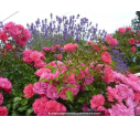 DECOROSIER® 'Emera' DECOROSIER® 'Emera'