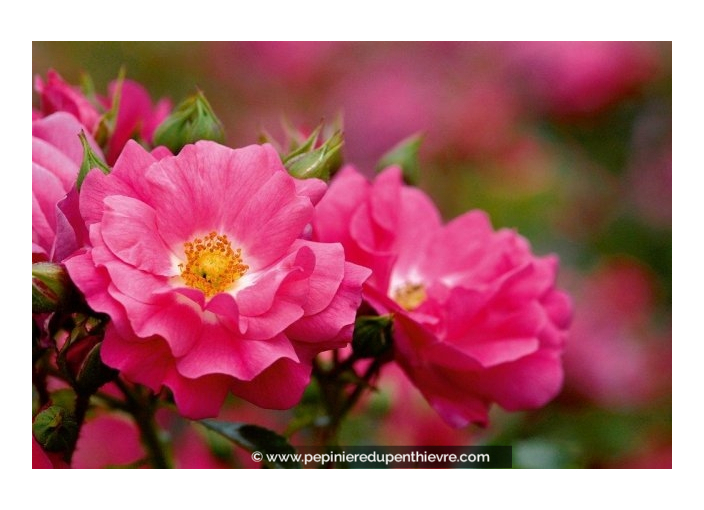 DECOROSIER® 'Emera'