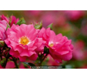 DECOROSIER® 'Emera' DECOROSIER® 'Emera'