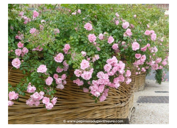 DECOROSIERS® 'Mareva' DECOROSIERS® 'Mareva'