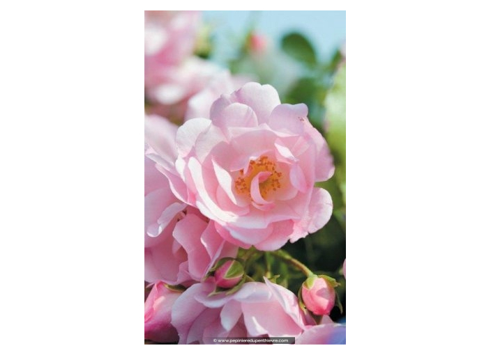 DECOROSIERS® 'Mareva' DECOROSIERS® 'Mareva'