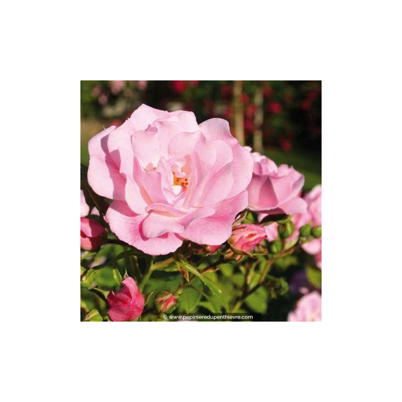 DECOROSIERS® 'Mareva'