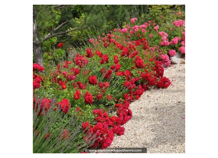 DECOROSIERS 'Kadora' DECOROSIERS 'Kadora'