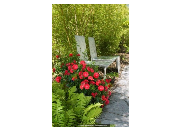 DECOROSIERS 'Kadora' DECOROSIERS 'Kadora'