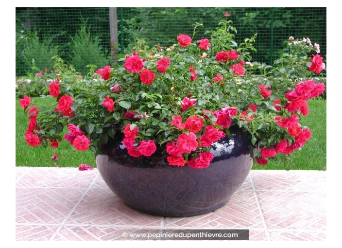 DECOROSIERS 'Kadora' DECOROSIERS 'Kadora'