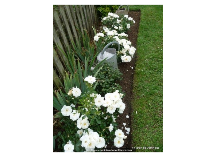 DECOROSIERS® 'Opalia' DECOROSIERS® 'Opalia'