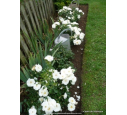 DECOROSIERS® 'Opalia' DECOROSIERS® 'Opalia'