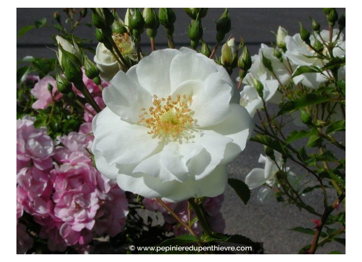 DECOROSIERS® 'Opalia' DECOROSIERS® 'Opalia'