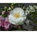 DECOROSIERS® 'Opalia' DECOROSIERS® 'Opalia'