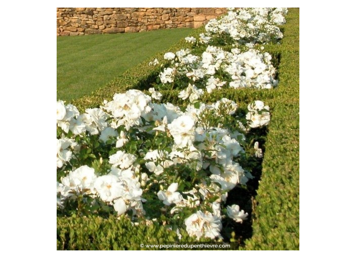 DECOROSIERS® 'Opalia' DECOROSIERS® 'Opalia'