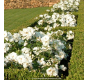 DECOROSIERS® 'Opalia' DECOROSIERS® 'Opalia'