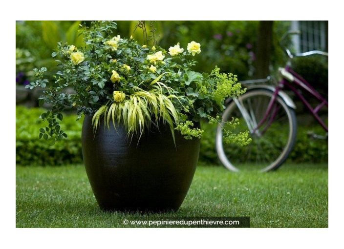 DECOROSIER® 'Suneva'