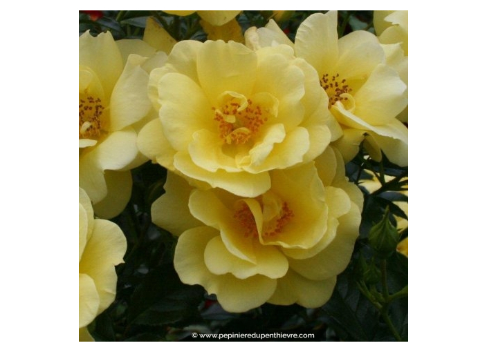 DECOROSIER® 'Suneva'