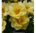 DECOROSIER® 'Suneva'