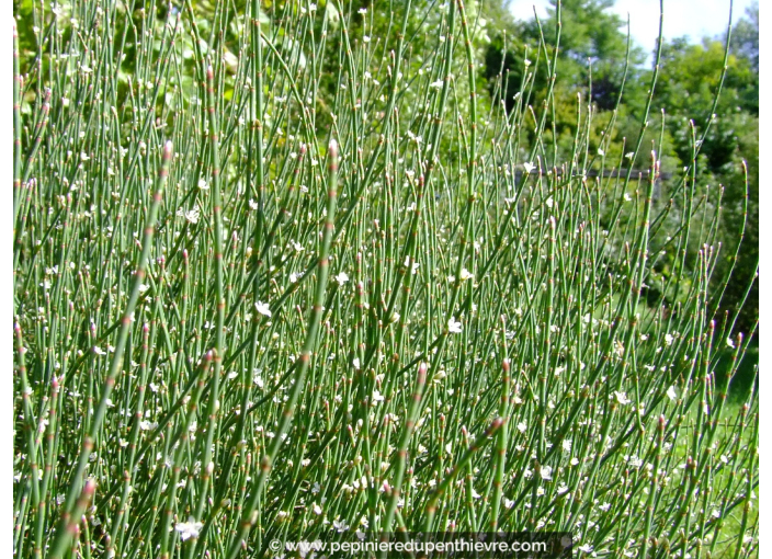 POLYGONUM scoparium POLYGONUM scoparium