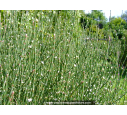POLYGONUM scoparium POLYGONUM scoparium