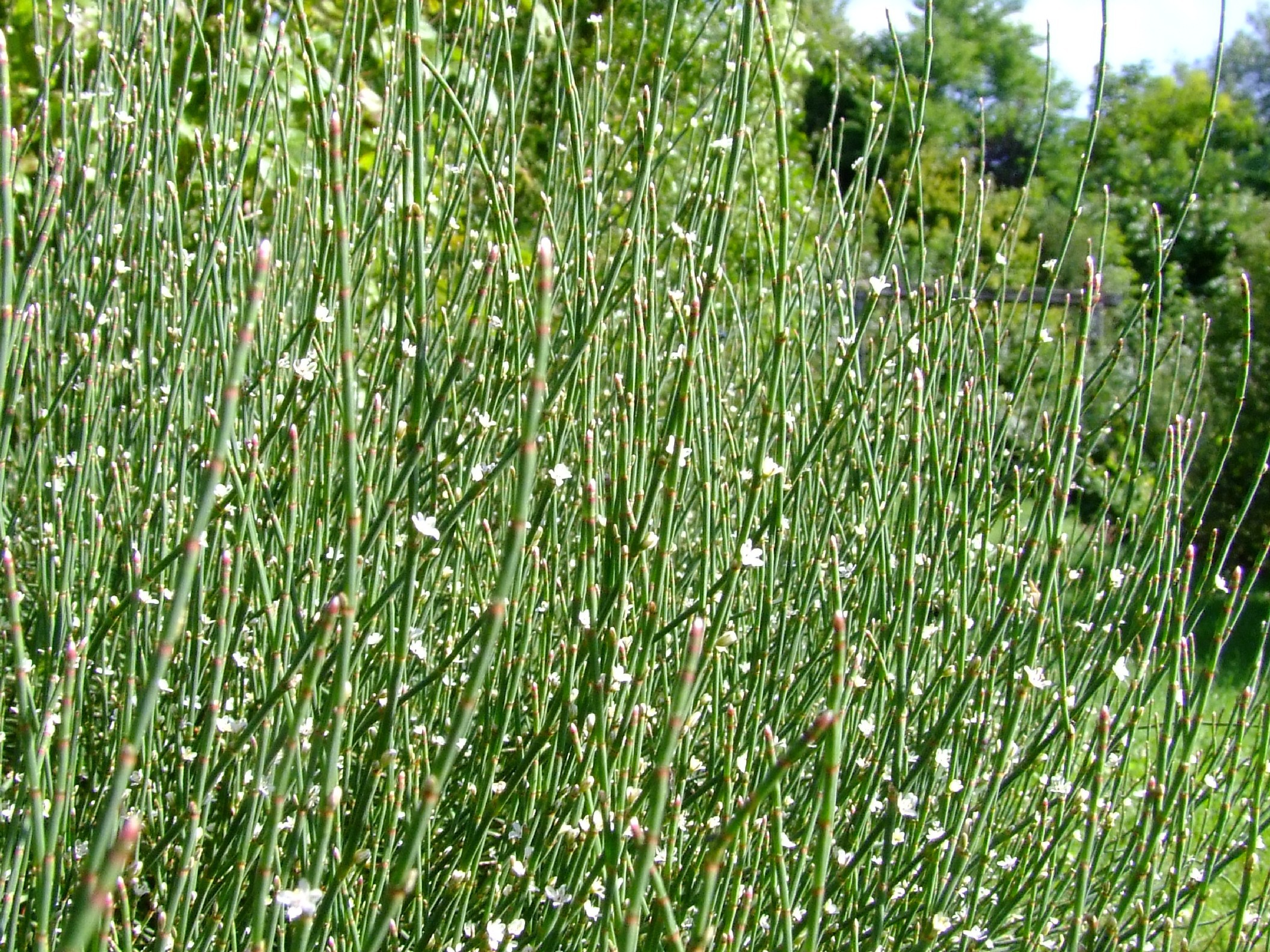 Plante Naturel Pour Agrandir Le Peni Pdf
