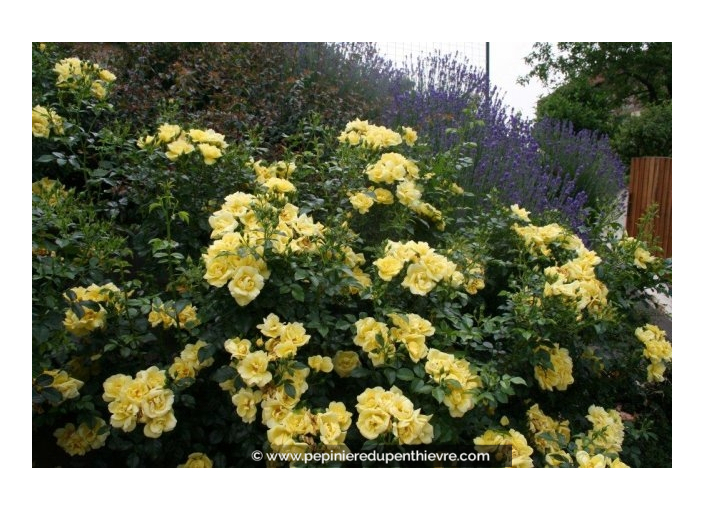 DECOROSIER® 'Suneva'