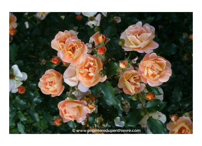 DECOROSIERS® 'Calizia' DECOROSIERS® 'Calizia'