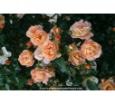 DECOROSIERS® 'Calizia' DECOROSIERS® 'Calizia'