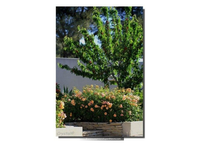 DECOROSIERS® 'Calizia' DECOROSIERS® 'Calizia'