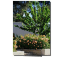 DECOROSIERS® 'Calizia' DECOROSIERS® 'Calizia'