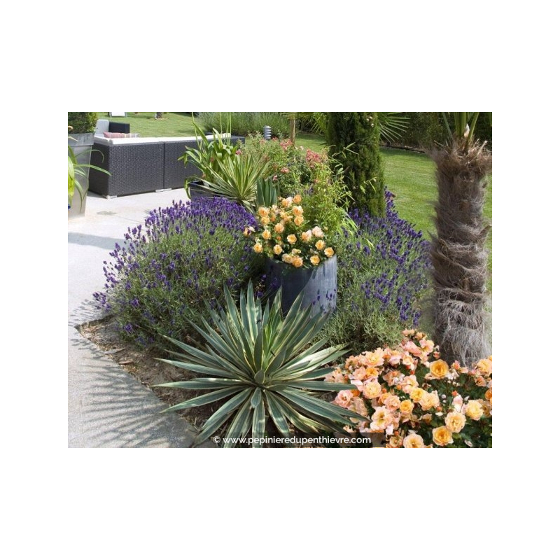 ROSIER DECOROSIERS® 'Calizia', orange saumoné - Pépinière du Penthièvre ...