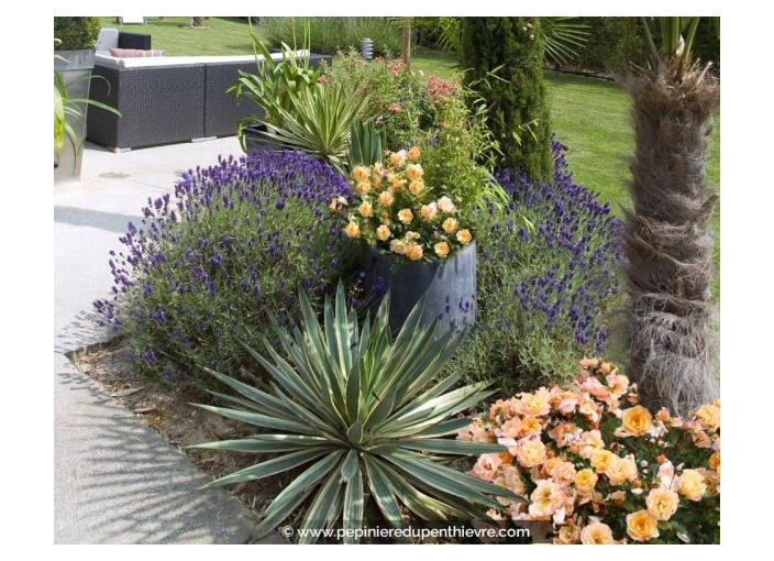 DECOROSIERS® 'Calizia' DECOROSIERS® 'Calizia'