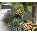 DECOROSIERS® 'Calizia' DECOROSIERS® 'Calizia'