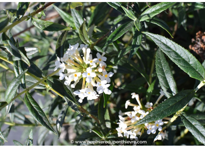 BUDDLEJA 'Snow White'