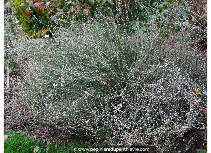 POLYGONUM scoparium