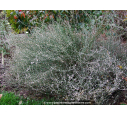 POLYGONUM scoparium POLYGONUM scoparium