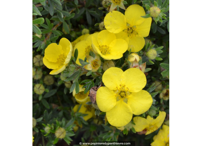 POTENTILLA fruticosa 'Kobold'