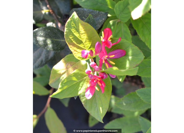 LONICERA tatarica 'Hack's Red' LONICERA tatarica 'Hack's Red'