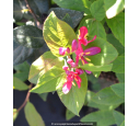 LONICERA tatarica 'Hack's Red' LONICERA tatarica 'Hack's Red'