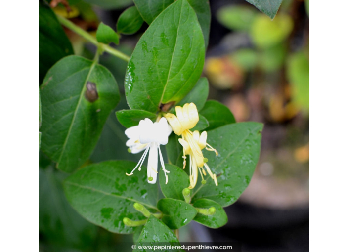 LONICERA japonica 'Halliana' LONICERA japonica 'Halliana'