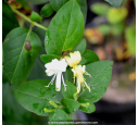 LONICERA japonica 'Halliana' LONICERA japonica 'Halliana'