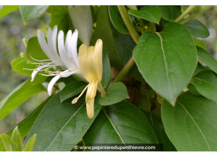 LONICERA japonica 'Halliana' LONICERA japonica 'Halliana'