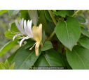 LONICERA japonica 'Halliana' LONICERA japonica 'Halliana'