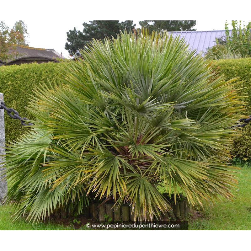 CHAMAEROPS humilis